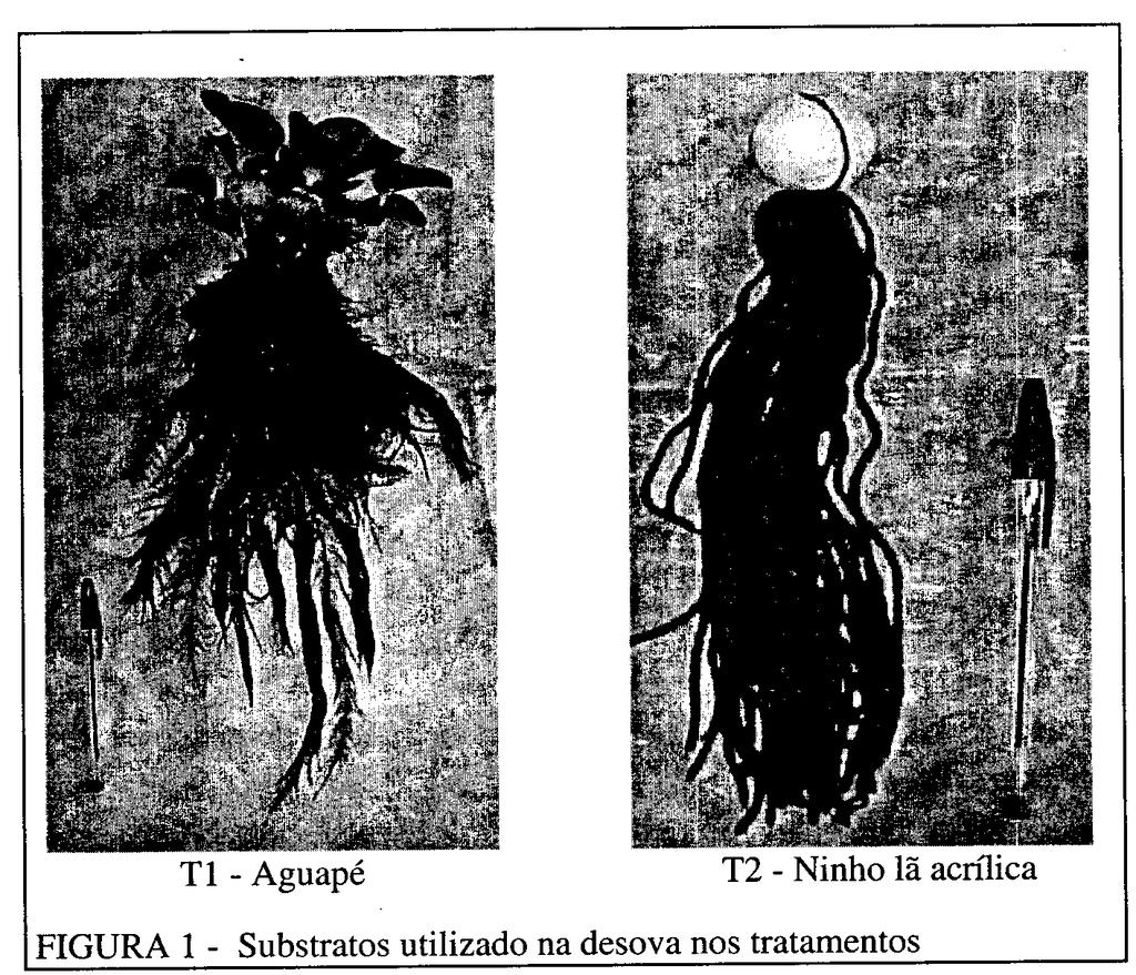 O experimento foi conduzido no setor de girinagem do Ranário Experimental do Departamento de Biologia Animal da Universidade Federal de Viçosa, no período de 18 de fevereiro a 22 de março de 2003,