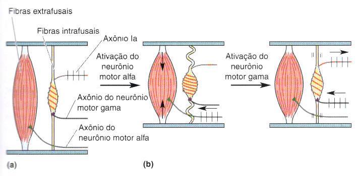 Neurociências-Desvendando o