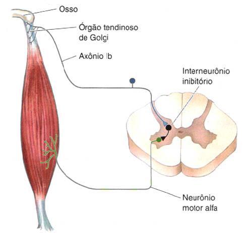 Órgãos tendinosos de Golgi Neurociências-Desvendando o