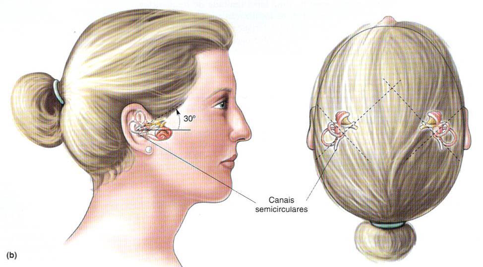 da cabeça (Canais Semicirculares)