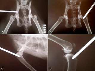 Em cães e gatos, a medula óssea pode ser obtida na epífise dos ossos longos, regiões do íleo (figura 3A), crista ilíaca, borda acetabular ou esterno.