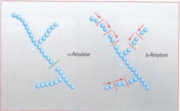 21 liberando oligossacarídeos de 6 a 7 unidades de glicose, e posteriormente açúcares redutores, principalmente, maltose (AQUARONE et al., 2001).