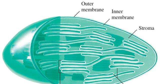 Estrutura do cloroplasto A fotossíntese ocorre nos