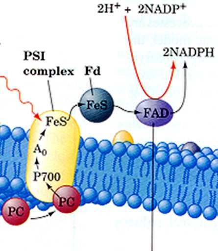 Complexos protéicos PS I P700 Os pigmentos antena, proteínas da cadeia de transporte de elétrons e o cofator de ligação que catalisa a formação de ATP são encontrados na lamelas do estroma; O PS II