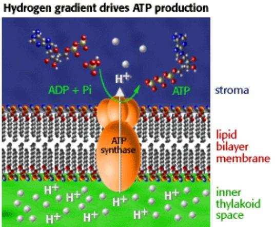 ATP-sintetase: Complexos protéicos A ATP-sintetase, na medida em que os prótons atravessam o canal central provenientes do lume de volta ao estroma favorece a reação de