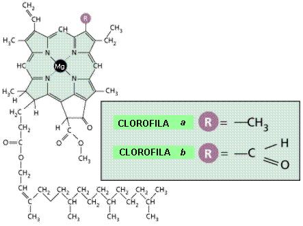 Pigmento significa substância colorida; A cor do pigmento depende das faixas do espectro da luz visível que ele reflete; A clorofila, que confere a cor verde aos