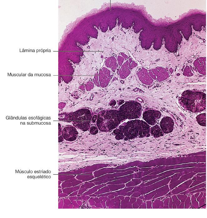 Epitélio estratificado pavimentoso, queratinizado em ruminantes (herbívoros em geral). Lâmina própria rica em fibras colágenas e elásticas, o que permite grande variação de volume.