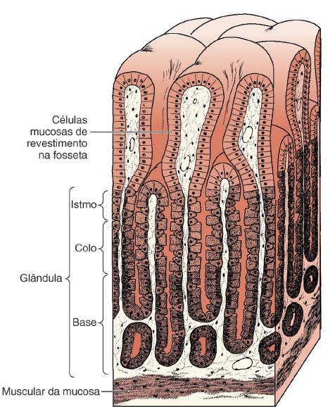 Aqui são encontradas as glândulas gástricas próprias. As glândulas são tubulares e ramificadas, mais longas que as da região cárdica.