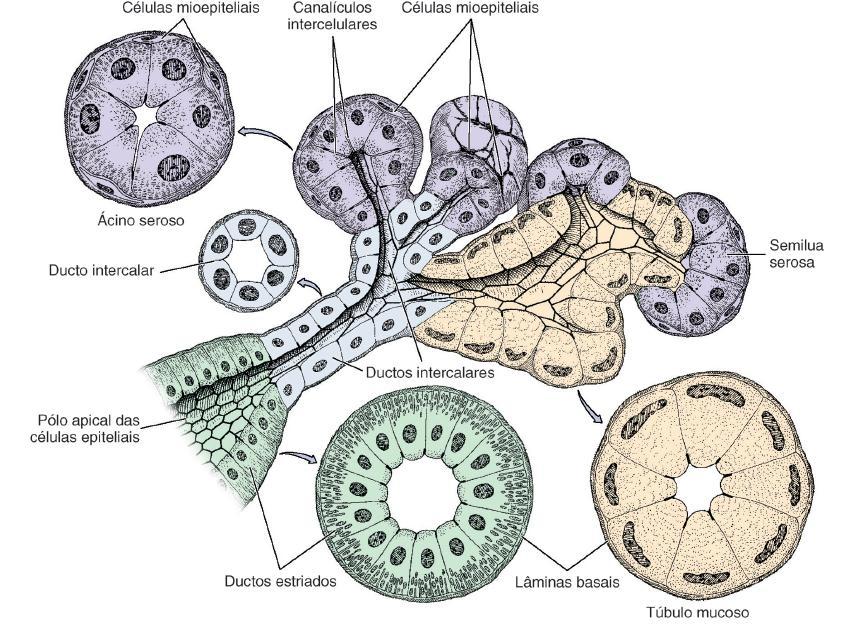 Organizadas em lobos e lóbulos mantidos pelo estroma. Porção secretora pode ser serosa ou mista. Presença de células mioepiteliais envolvendo a porção secretora.