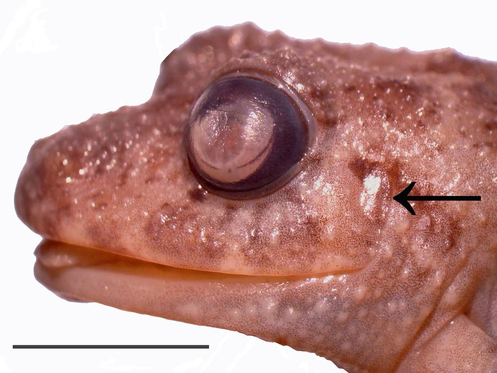 Silva et al. New records of Ischnocnema verrucosa and I. surda A B C D E F Figure 3.