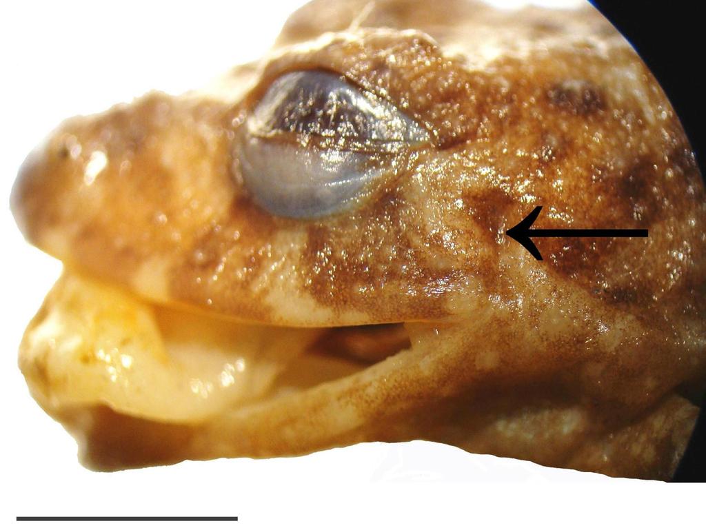 F: MZUFV 10643 (Parque Estadual da Serra do Brigadeiro, Araponga, MG) (scale bars = 5 mm).