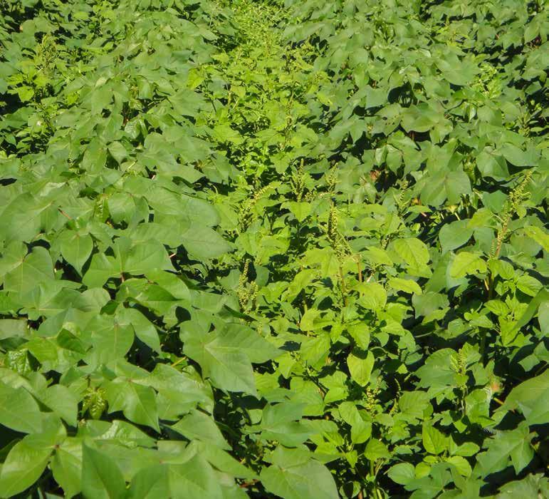 Plantas de caruru (Amaranthus deflexus) resistentes a herbicidas inibidores de ALS,