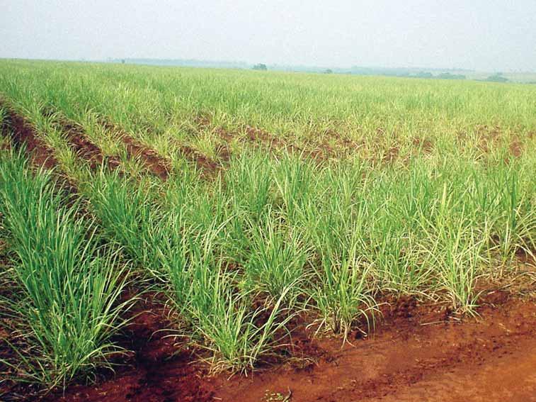 64 Tecnologia Agrícola Setembro/2005 Manejo de nematóides em cana-de-açúcar Leila Luci Dinardo-Miranda Instituto Agronômico de Campinas Figura 1 Nas condições brasileiras, três espécies de nematóides