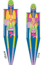 2.2 Os modelos ADAM e EVA Para os propósitos de cálculos a serem apresentados neste trabalho, os modelos MIRD5, ADAM e EVA têm sido considerados Kramer et al (9), As massas dos seus órgãos e tecidos