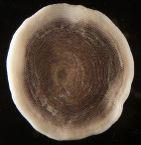 Foraminifera (Granuloreticulosa)! Amebóides com reticulópodes e #uxo bidirecional!