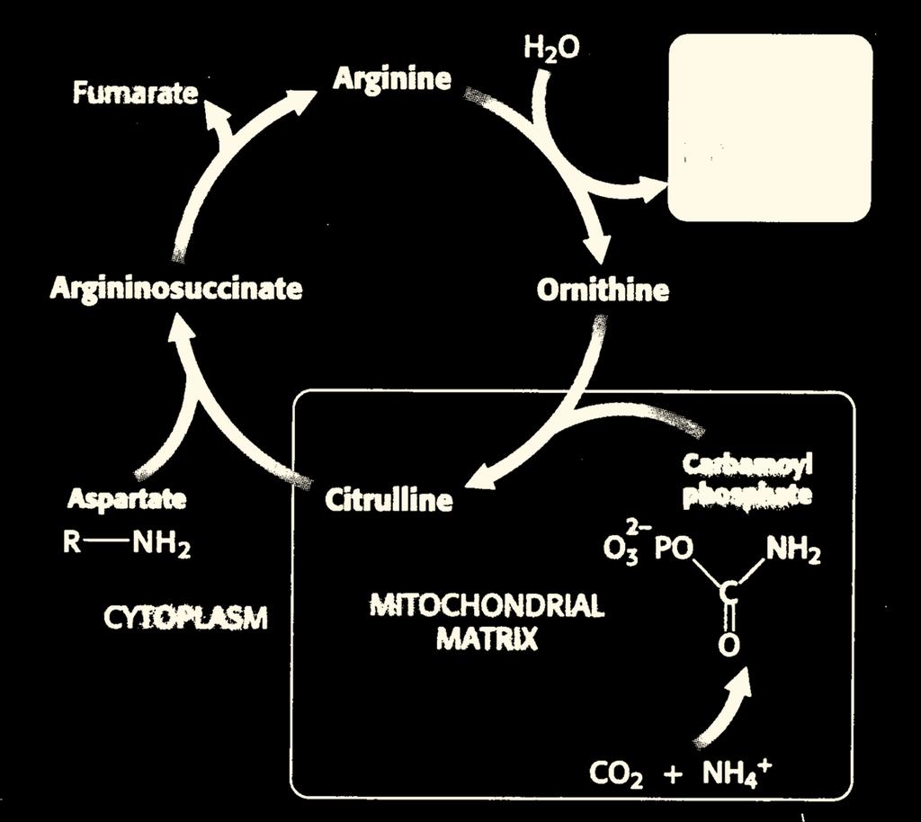 Deficiências hereditárias do ciclo da ureia Argininosuccina se Arginase Hiperargininémia Acidúria arginino-succínica Argininosuccinato sintetase