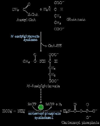N-Acetil glutamato - Regulador
