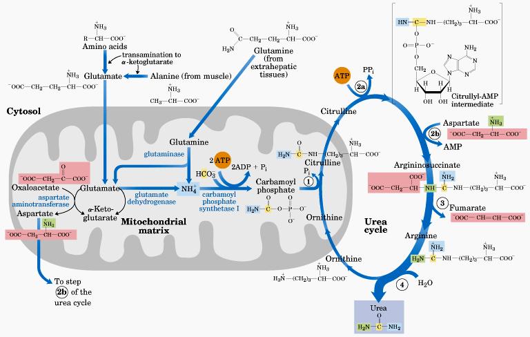 Remoção hepática de azoto pelo ciclo da ureia 1 Ornitina