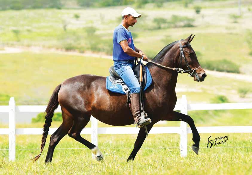 Catuaba do São Jorge Líder JB x Tieta do Pau da Rola Seu pai Líder JB Égua de linda pelagem castanha,