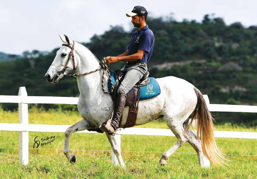 Formosa do São Jorge Estanho de Alcatéia x America Formoso 2S Seu pai Estanho de Alcatéia Excepcional égua de pelagem