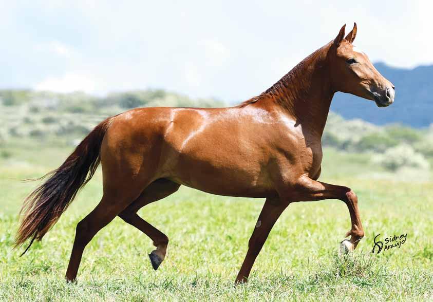 Iris do São Jorge Kid da Catimba x Quilha do Sonho Seu pai Kid da Catimba Potra que sintetiza o brilhante trabalho de seleção