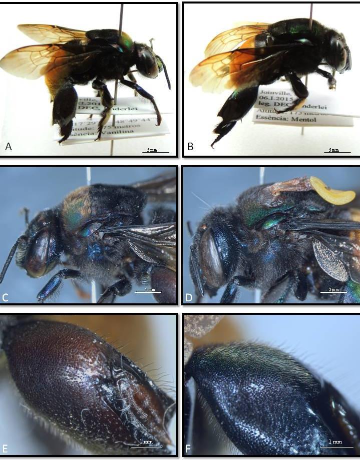 82 Figura 2: A- Eufriesea mussitans; B- Eufriesea dentilabris; C- Ef. mussitans: primeiro terço do mesoscuto com cerdas amarelas; D- Ef.