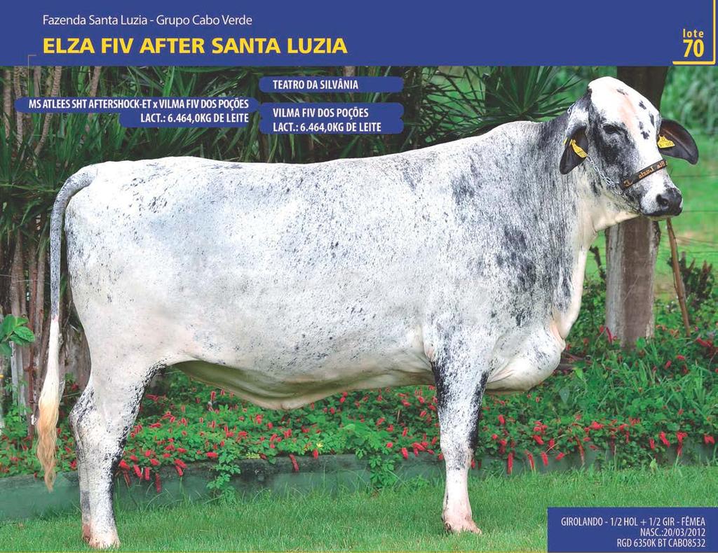 LOTE: 070 FAZENDA SANTA LUZIA - GRUPO CABO VERDE QTD.: 1 ELZA FIV AFTER SANTA LUZIA NASC.:20/03/2012 RGD 6350K NP 12293 - Último parto em 13/04/2015. - Produção atual de 26,0kg de leite/dia.