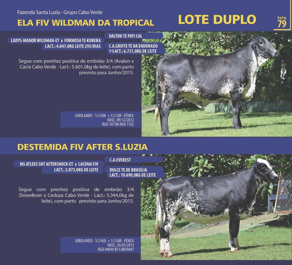 LOTE: 079 FAZENDA SANTA LUZIA - GRUPO CABO VERDE QTD.: 2 DESTEMIDA FIV AFTER S.LUZIA NASC.:16/03/2013 RGD 4404V NP 13459 PICSTON SHOTTLE-ET EX96 C.A.EVEREST PTAT: +2.25 / C.ÚBERE: +1.84 PTA LEITE 130.