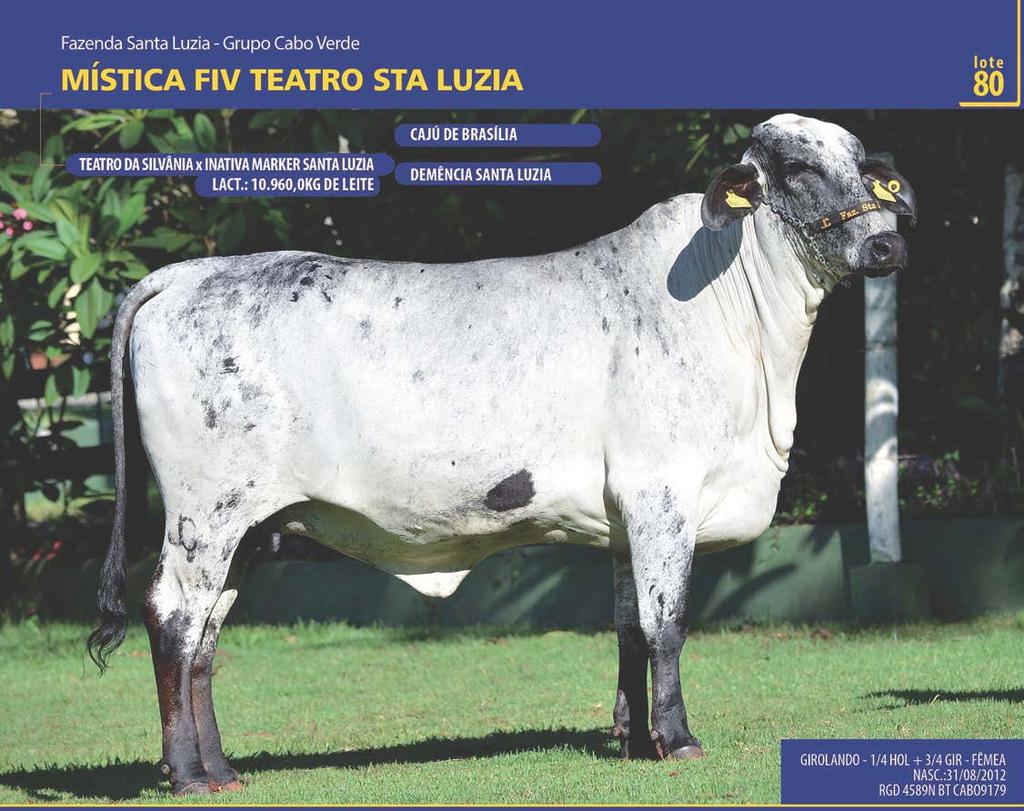 LOTE: 080 FAZENDA SANTA LUZIA - GRUPO CABO VERDE QTD.: 1 MÍSTICA FIV TEATRO STA LUZIA GIROLANDO - 1/4 HOL + 3/4 GIR - FÊMEA - NASC.