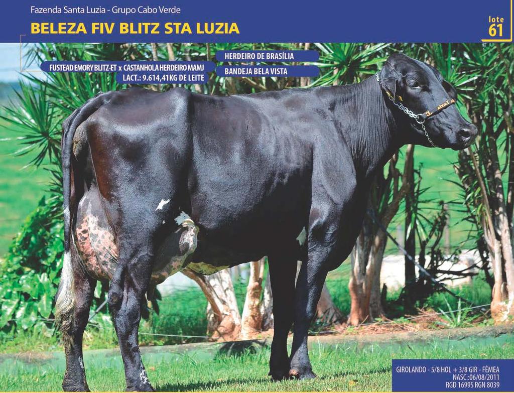 - Produção atual de 32,2kg de leite - Lactação atual de 6.031,0kg de leite. - Segue com embrião 1/2 implantado em 27/03/2015 (Roble x Samara Fiv Cabo Verde), sem tempo para confirmação.