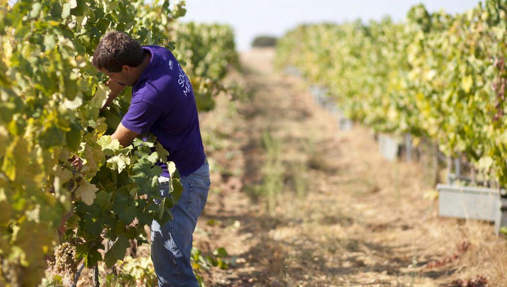 DESENHAR O VINHO 30 INDIMA MAYOR O FIM DO VERÃO É ASSINALADO PELAS VINDIMAS. A ADEGA MAYOR CONVIDA-O A CONHECER DE PERTO O CICLO DO VINHO DESDE A VINHA ATÉ À GARRAFA.