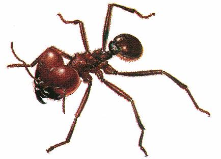 As formigas cortadeiras correspondem a 70% dos gastos no combate a pragas do eucalipto.