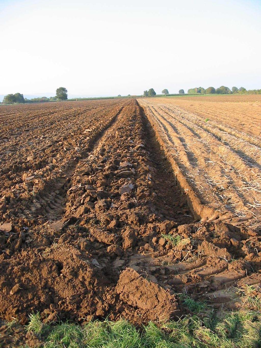 Pessoal, para o controle das formigas cortadeiras podem utilizar varias técnicas. Como por exemplo, aração da terra, para destruir as panelas dos formigueiros.