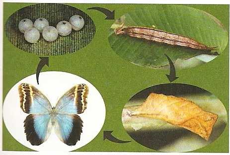 Amigos, uma outra praga importante de eucalipto são as LARGATAS DESFOLHADORAS. Existem muitas dessas lagartas, porém todas fazem à mesma coisa, causam danos as folhas.