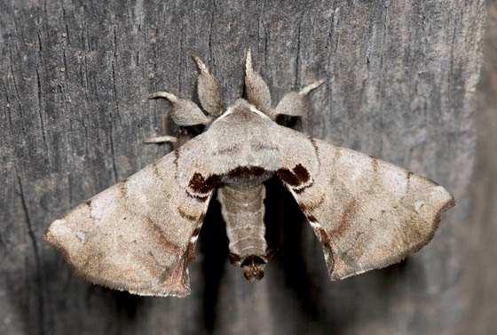 Já os adultos, são mariposas cujo tamanho varia de 3,5 a 4,5 centímetros, são marrons, com manchas triangulares