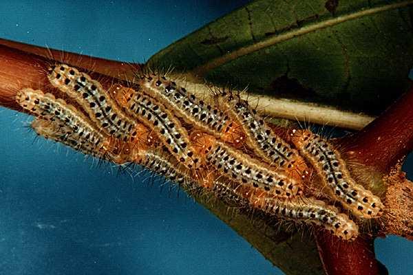 Bem, já as BLERA, são lagartas marrons com a parte lateral e a parte final do seu corpo na coloração verde.