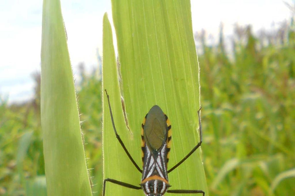 Amigos, os inimigos naturais utilizam as pragas