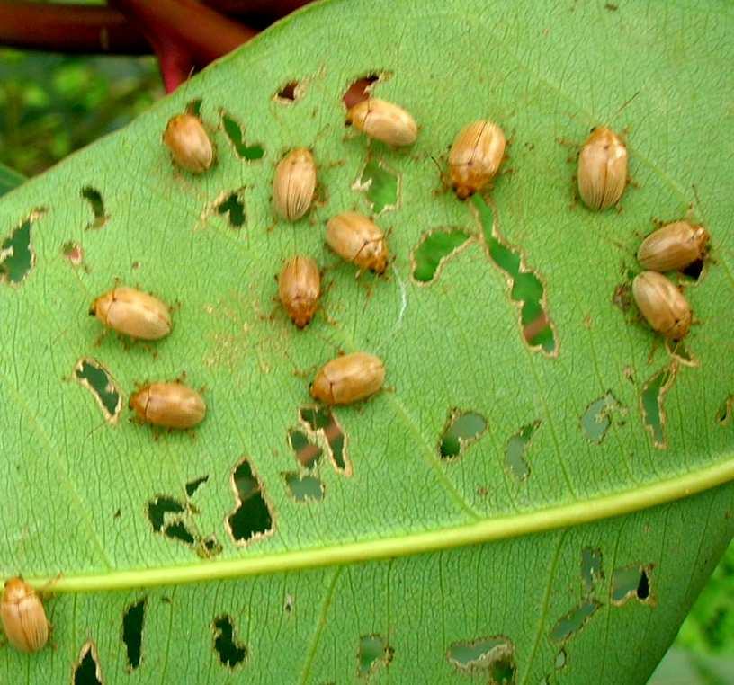 Pessoal, o besouro amarelo ataca plantas de eucalipto de qualquer idade, passam o dia