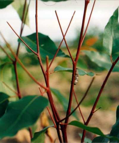 Pessoal, o besouro manhoso ou cai cai ataca as mudas recém-plantadas e as