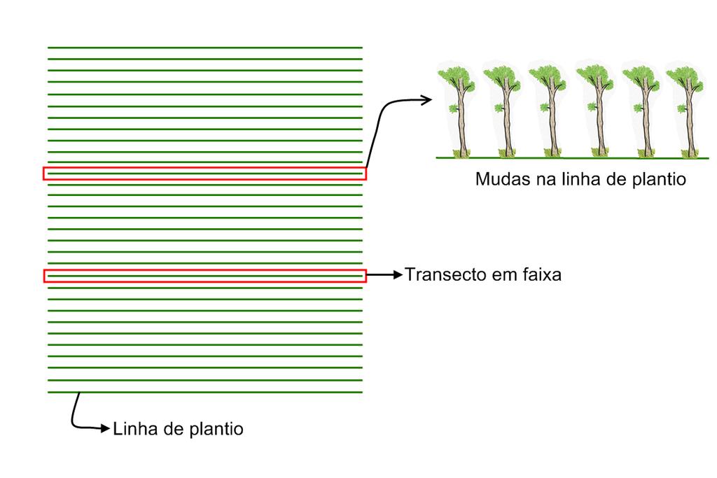 Amigos, o sistema de amostragem no caso dos besouros desfolhadores, deve ser feita avaliando 3% das linhas de plantio, ou seja, se temos um talhão com 100 linha de plantio, devemos avaliar três