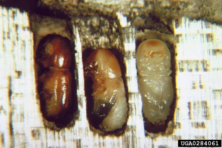 Os ovos, as larvas, as pupas e os adultos do BESOUROS-DE-AMBRÓSIA ficam todos dentro das galerias na madeira do eucalipto.