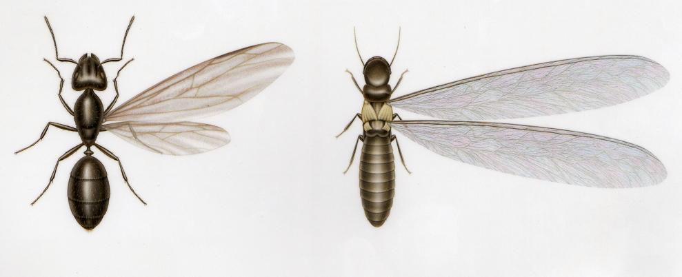 Hymenoptera (subordem Apocrita) x Blattaria-Isoptera Asas anteriores mais longas Antenas geniculadas,