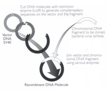 diferentes: ele ligou uma cadeia de DNA do fago λ junto ao