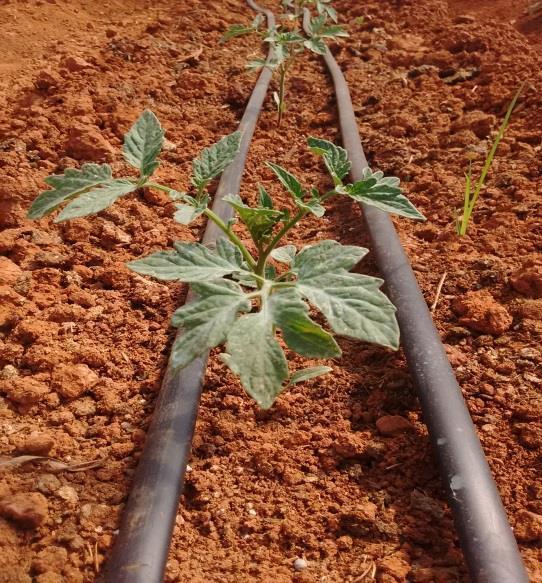 O experimento está sendo conduzido em delineamento de blocos casualizados (DBC) contendo 6 tratamentos e 4 repetições, totalizando 24 parcelas na qual cada parcela comportará 5 plantas, sendo que