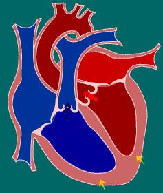 Bulhas ECG Fluxo sanguíneo Aórtico (l/min) Pressão (mmhg) Ciclo Cardíaco A despolarização atinge o nodo AV, despolariza o Hiss-Purkinje e em sequencia os ventrículos (QRS) que se contraem elevando a