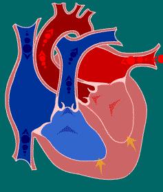 Bulhas ECG Fluxo sanguíneo Aórtico (l/min) Pressão (mmhg) Ciclo Cardíaco P ventrículo A ejeção prossegue mais