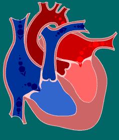 Bulhas ECG Fluxo sanguíneo Aórtico (l/min) Pressão (mmhg) Ciclo Cardíaco Com a tendência ao fluxo retrógrado p/ ventriculos