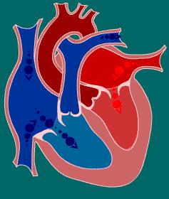 Ciclo Cardíaco Fluxo sanguíneo Aórtico (l/min) Pressão (mmhg) Bulhas ECG Quando a P