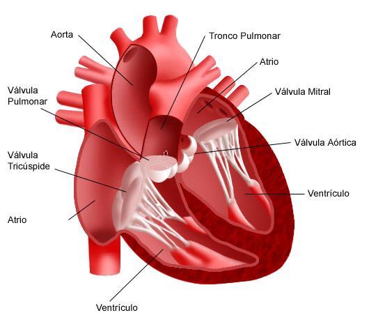 Ciclo Cardíaco = atividade sincrônica das câmaras cardíacas (contração) e