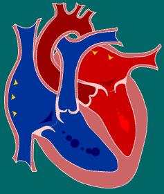 Bulhas ECG Fluxo sanguíneo Aórtico (l/min) Pressão (mmhg) Ciclo Cardíaco Na diástole do coração, átrios e ventrículos estão em repouso, as válvulas atrioventriculares encontram-se abertas e o sangue